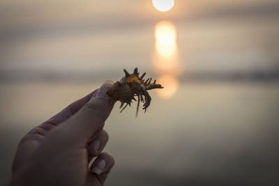 Person holding umbrella at beach against sky during sunset