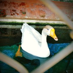 White duck swimming in lake