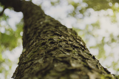 Close-up of tree trunk