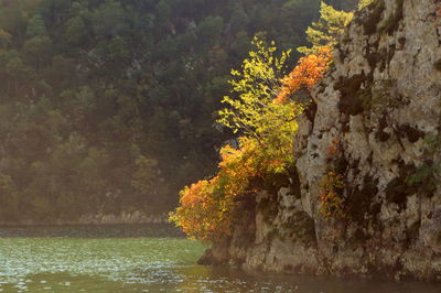 Trees by lake against sky