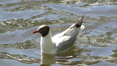 Birds in calm water