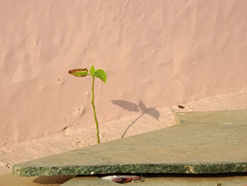 Leaf on plant