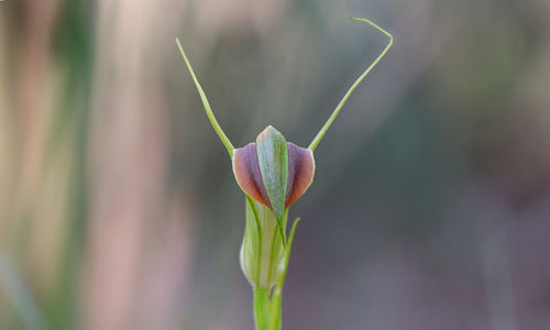 Close-up of cobra orchid