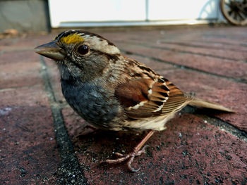 Close-up of a bird