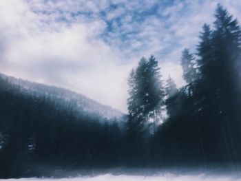Low angle view of trees against sky during winter
