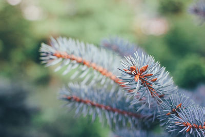 Close-up of pine tree during winter