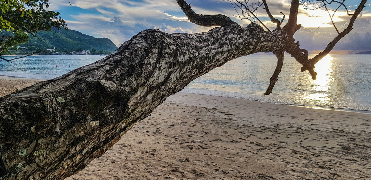 DRIFTWOOD ON BEACH