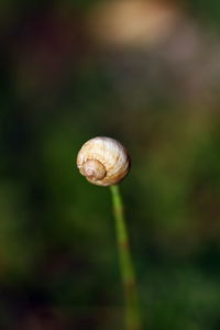 Close-up of snail on plant