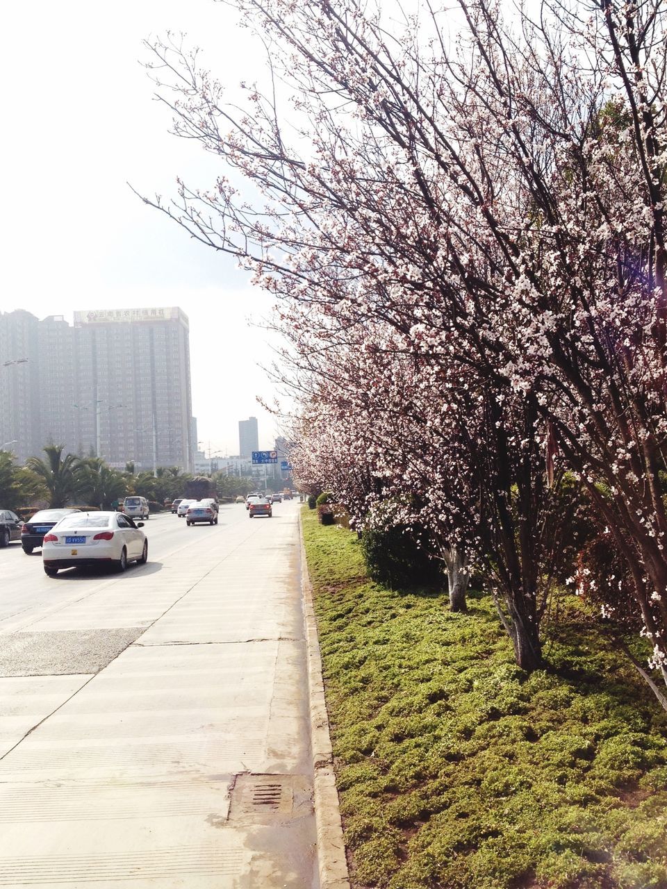 transportation, car, tree, land vehicle, building exterior, mode of transport, architecture, street, built structure, road, city, the way forward, sky, sunlight, parking, bare tree, day, branch, incidental people, outdoors