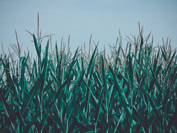 Crops growing on field against sky