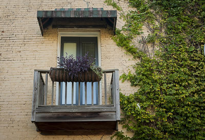 Low angle view of potted plants on window sill