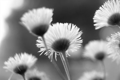 Close-up of white dandelion