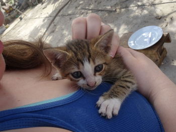 Close-up of hand holding kitten