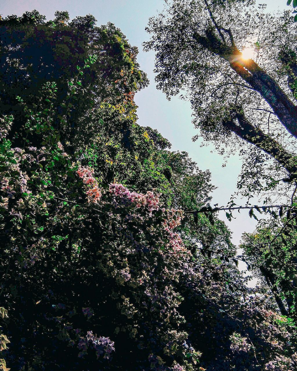 plant, tree, growth, sky, low angle view, nature, flower, beauty in nature, flowering plant, no people, day, outdoors, tranquility, green color, sunlight, lighting equipment, fragility, branch, tranquil scene, scenics - nature