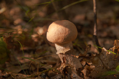 mushroom