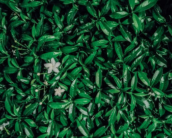 Full frame shot of green leaves