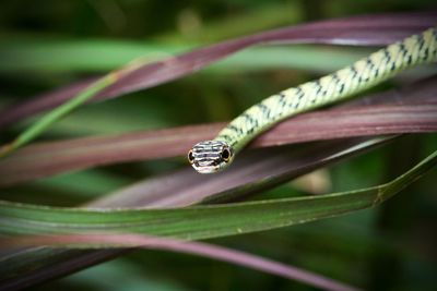 Close-up of dew on plant