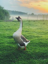 Close-up of bird on field