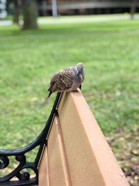 Close-up of bird perching on metal