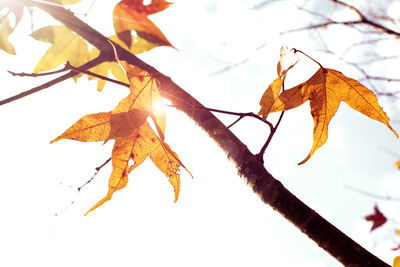 Low angle view of maple leaves against sky