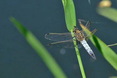 Close-up of dragonfly