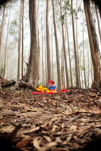 Trees growing in forest