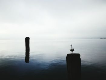 Seagull perching on wooden post by sea against sky