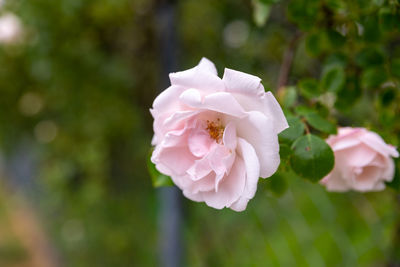 Close-up of pink rose