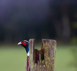 Close-up of bird perching