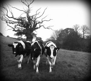 Cows grazing on field