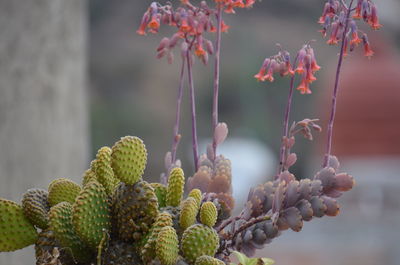 Close-up of plant