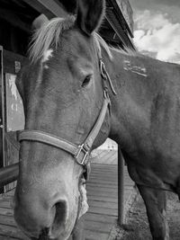 Close-up of horse in ranch