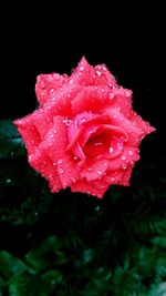 Close-up of wet pink rose