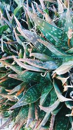 High angle view of succulent plants