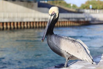 Close-up of a bird