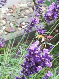 Close-up of bee pollinating on purple flowering plants