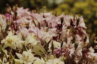 Close-up of purple flowering plants on field