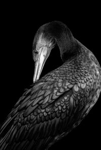 Close-up of bird against black background