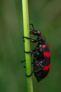 Close-up of insect on plant