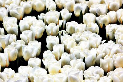 Full frame shot of white background