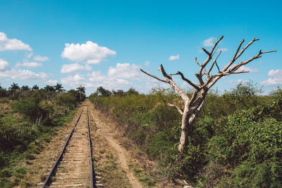 View of railroad tracks along trees and plants