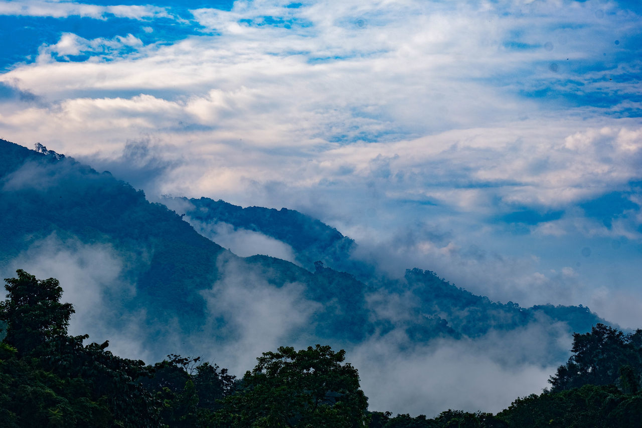 LOW ANGLE VIEW OF TREES AND MOUNTAINS AGAINST SKY