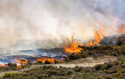 Controlled burning of old and dry heather at morsum cliff, germany. 