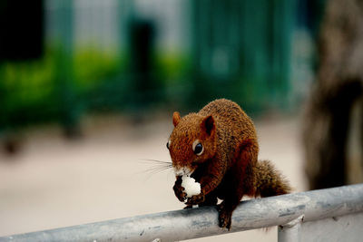 Close-up of squirrel on wood