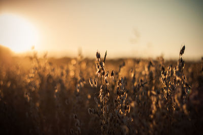 Close-up of dry plants in field