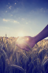 Scenic view of wheat field against sky