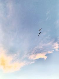Low angle view of bird flying in sky