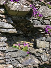 High angle view of pink flowering plants on rock