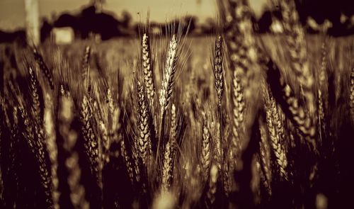 Close-up of wheat field