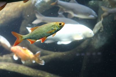 Close-up side view of fish